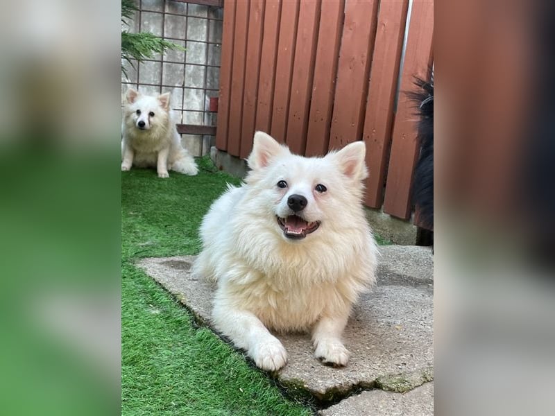 Ted SR – Sensibler Spitz sucht einfühlsames Zuhause