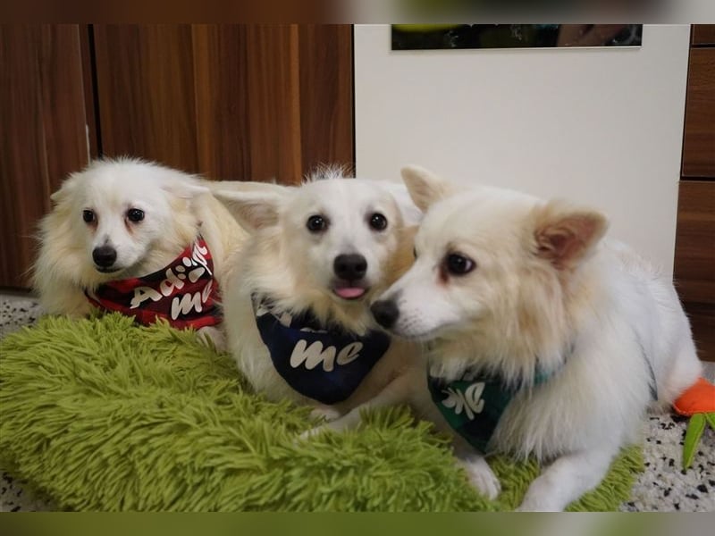 Ted SR – Sensibler Spitz sucht einfühlsames Zuhause