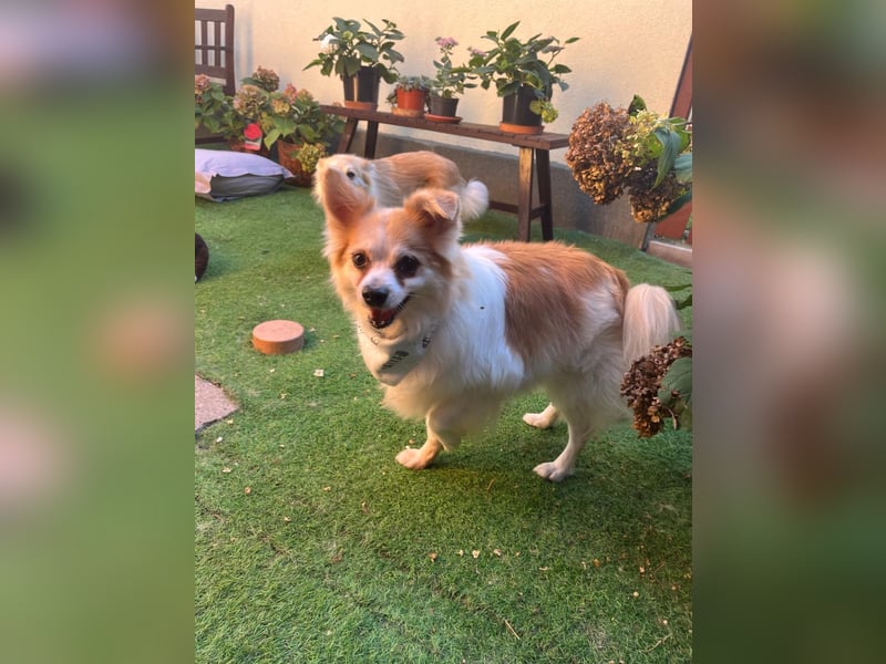 Cosmo SR– älterer Herr sucht gemütliches Sofa