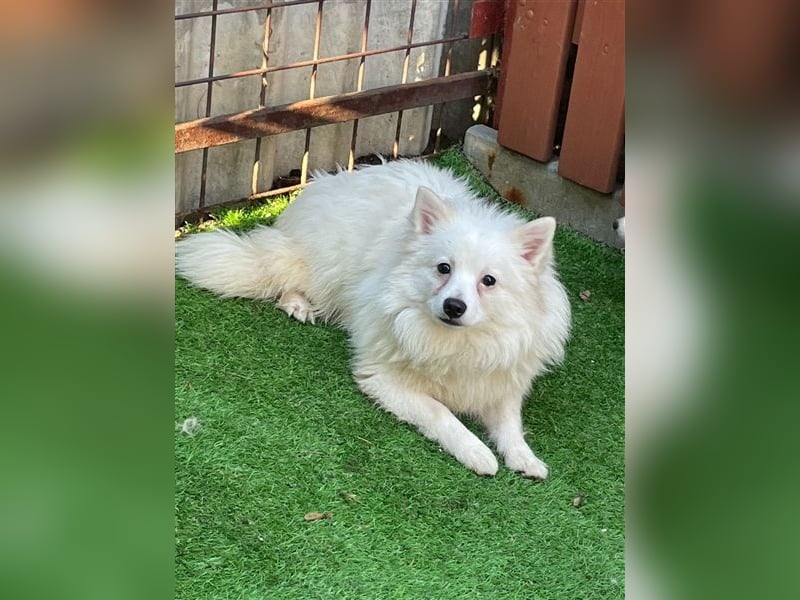 Ted SR – Sensibler Spitz sucht einfühlsames Zuhause