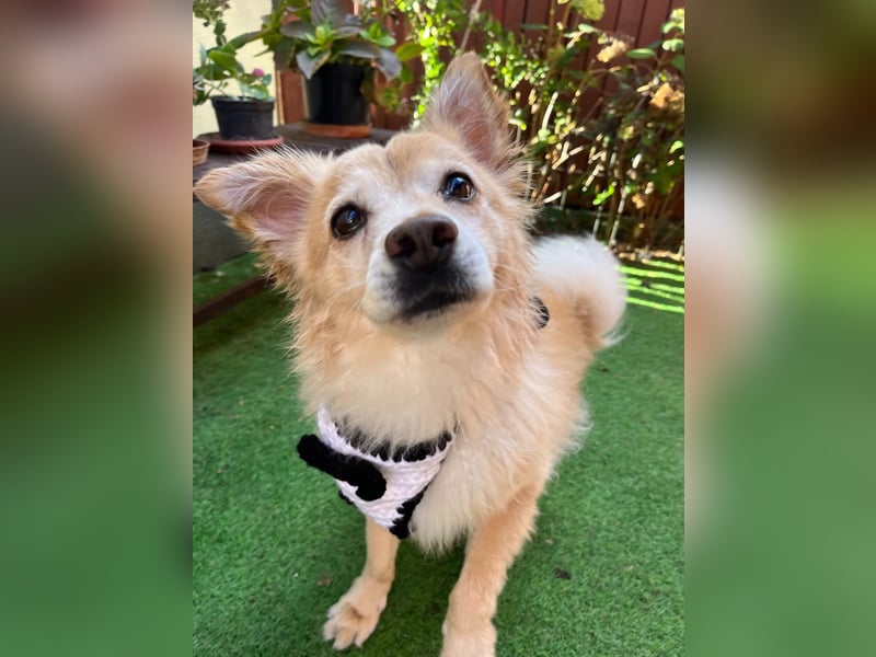 Barney SR– süßer Rüde mit jugendlichem Wesen