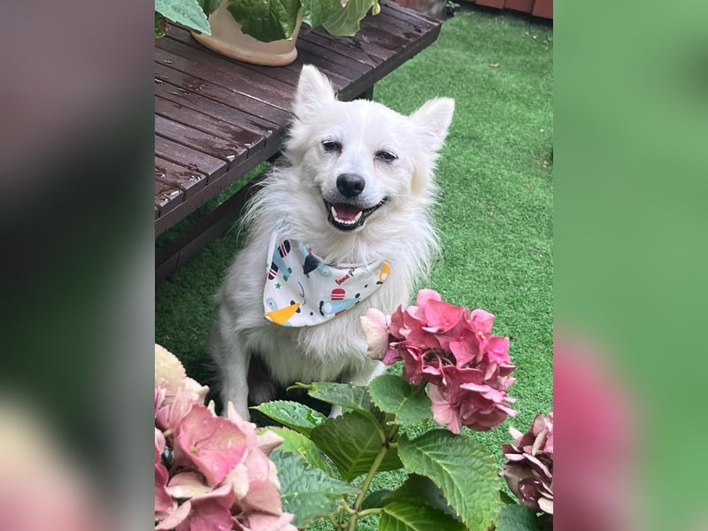 Gino SR – Sanfter Spitz-Rüde mit Herz sucht liebevolles Zuhause