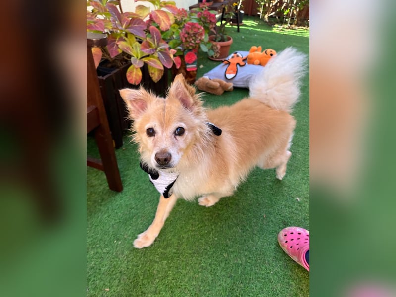 Barney SR– süßer Rüde mit jugendlichem Wesen