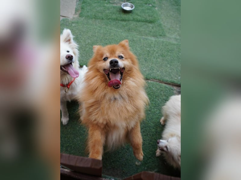 Balu SR – Schatz sucht Ruhe