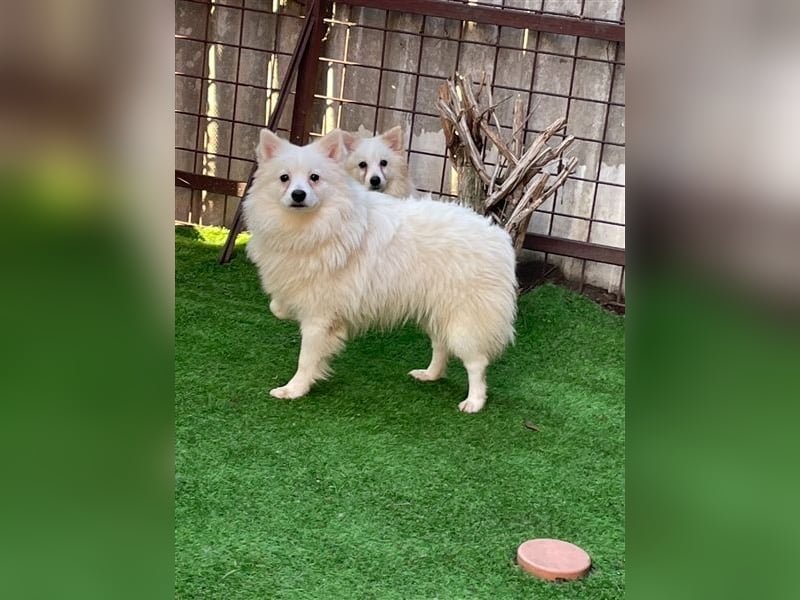 Ted SR – Sensibler Spitz sucht einfühlsames Zuhause