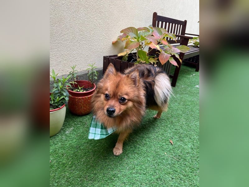 Tobi SR, süßer, kleiner Wirbelwind