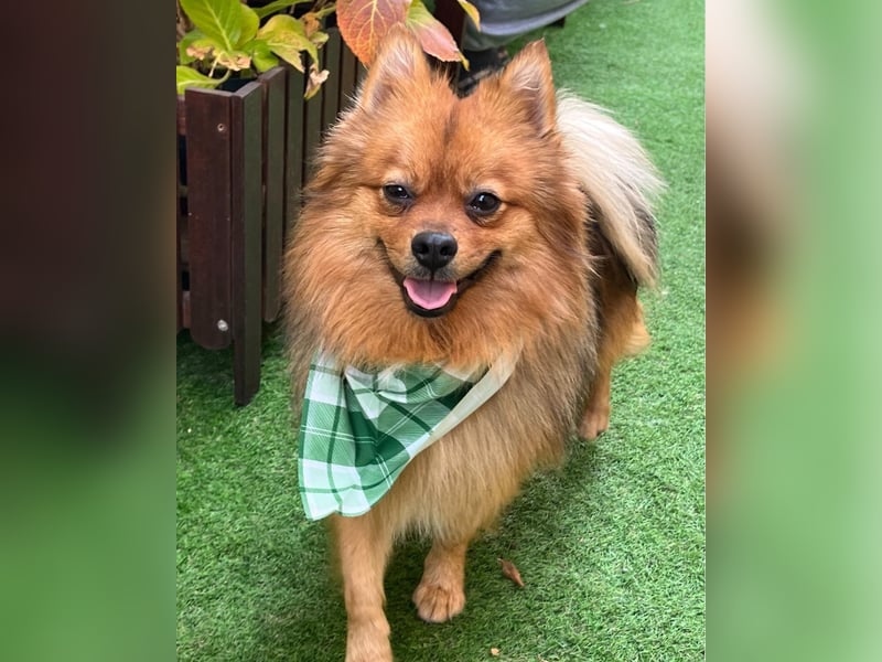 Tobi SR, süßer, kleiner Wirbelwind