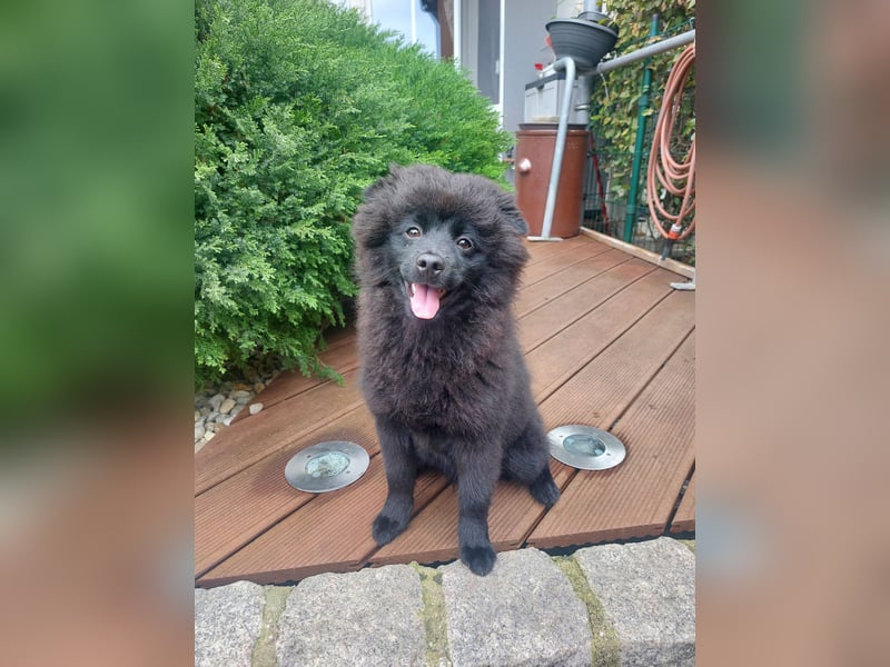 Mittelspitz-Welpen (schwarz)