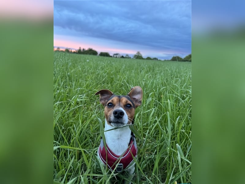 Bezaubernde Mischlingswelpen mittelspitz x Jack Russel