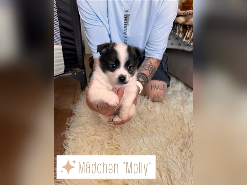 Bezaubernde Mischlingswelpen mittelspitz x Jack Russel