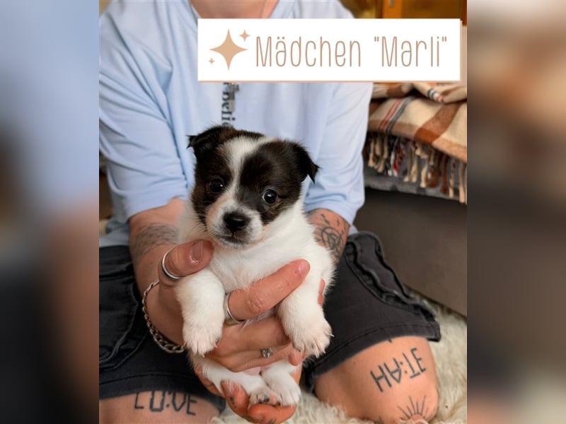 Bezaubernde Mischlingswelpen mittelspitz x Jack Russel