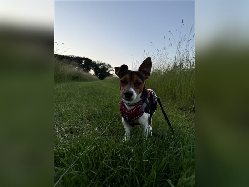 Bezaubernde Mischlingswelpen mittelspitz x Jack Russel