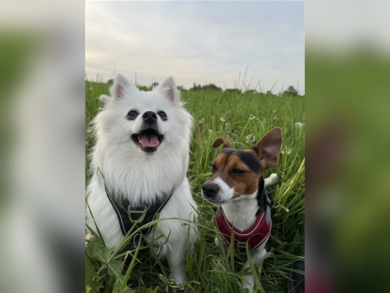 Bezaubernde Mischlingswelpen mittelspitz x Jack Russel