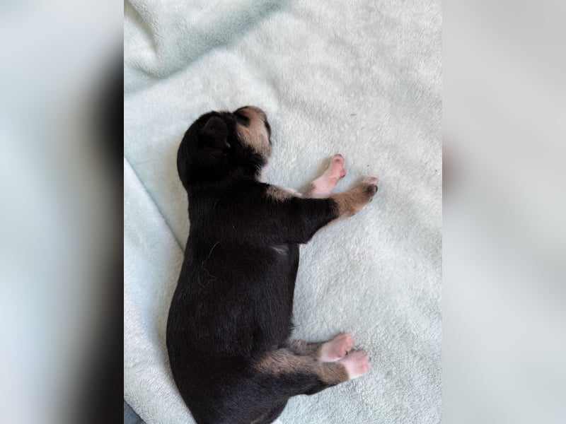 Mittelspitz-Chihuahua-Terrier Mix