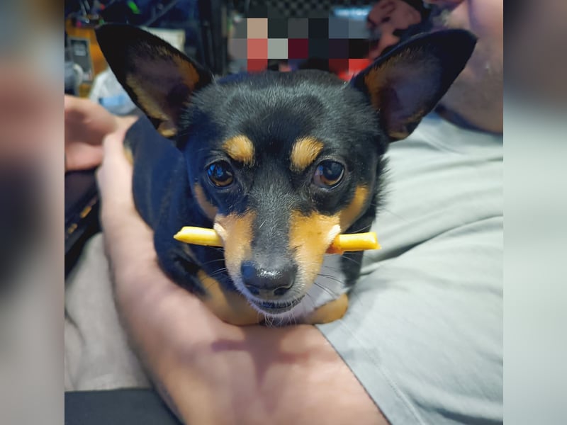 Mittelspitz-Chihuahua-Terrier Mix
