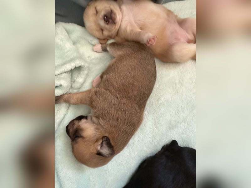Mittelspitz-Chihuahua-Terrier Mix