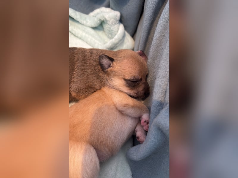 Mittelspitz-Chihuahua-Terrier Mix
