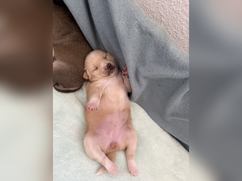 Mittelspitz-Chihuahua-Terrier Mix
