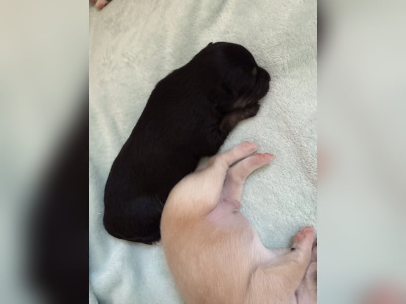 Mittelspitz-Chihuahua-Terrier Mix