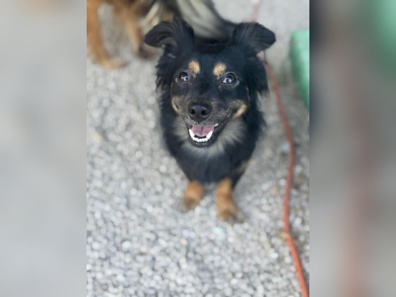Isabel, sucht ein liebevolles Zuhause