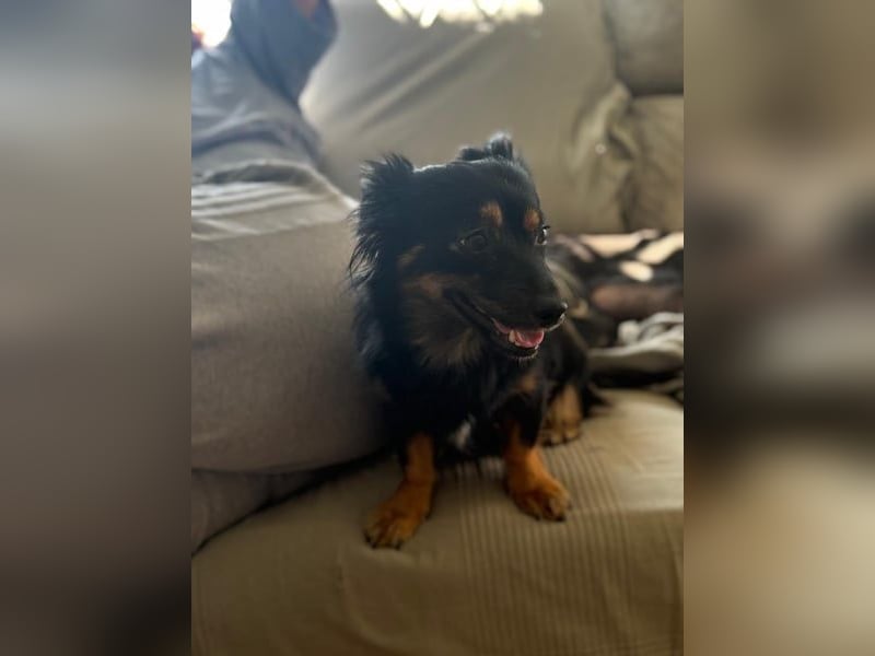Isabel, sucht ein liebevolles Zuhause