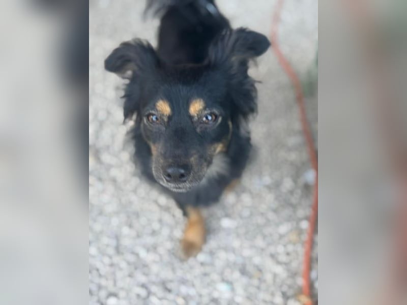 Isabel, sucht ein liebevolles Zuhause