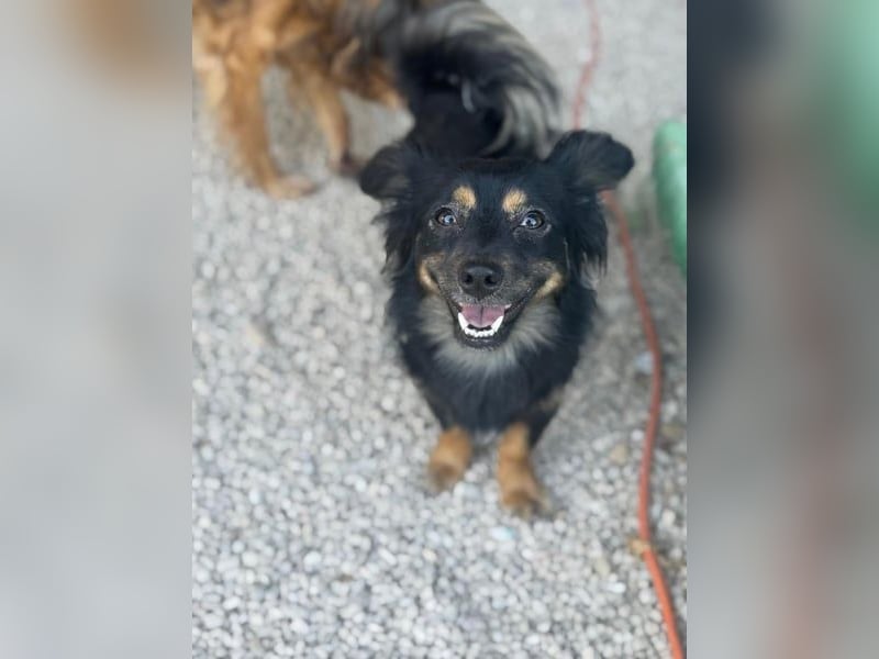 Isabel, sucht ein liebevolles Zuhause