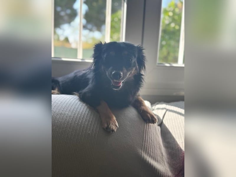 Isabel, sucht ein liebevolles Zuhause