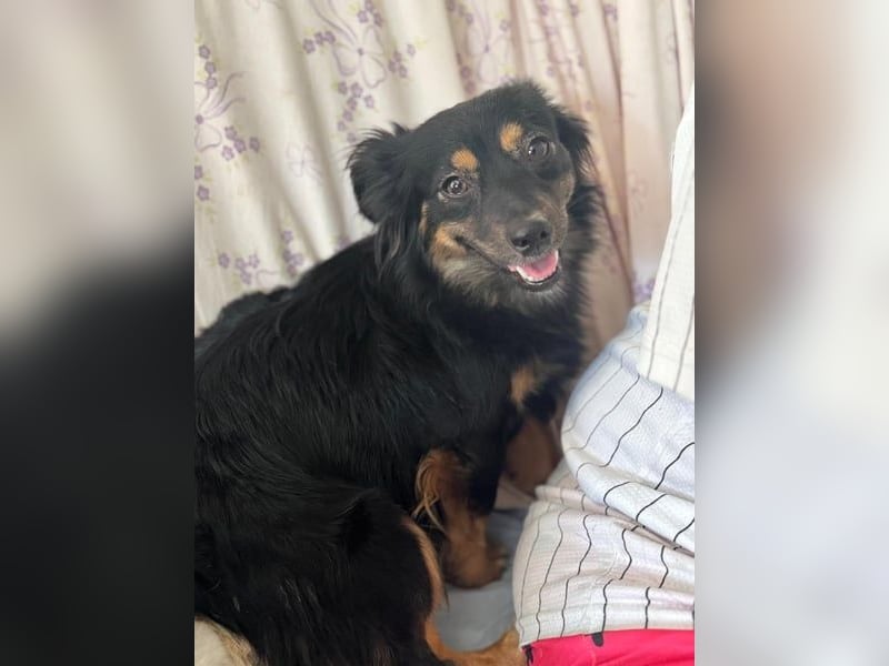 Isabel, sucht ein liebevolles Zuhause