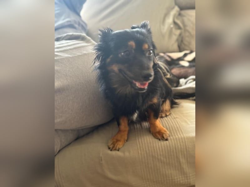 Isabel, sucht ein liebevolles Zuhause