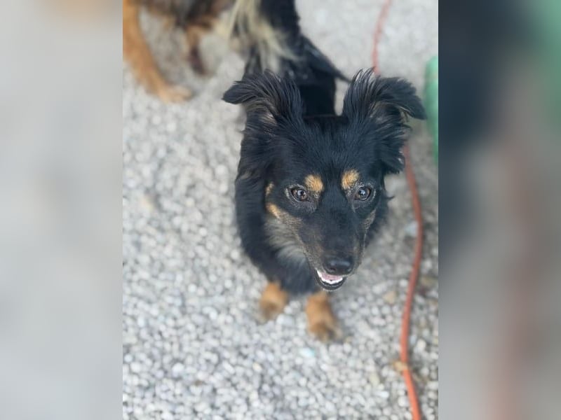 Isabel, sucht ein liebevolles Zuhause