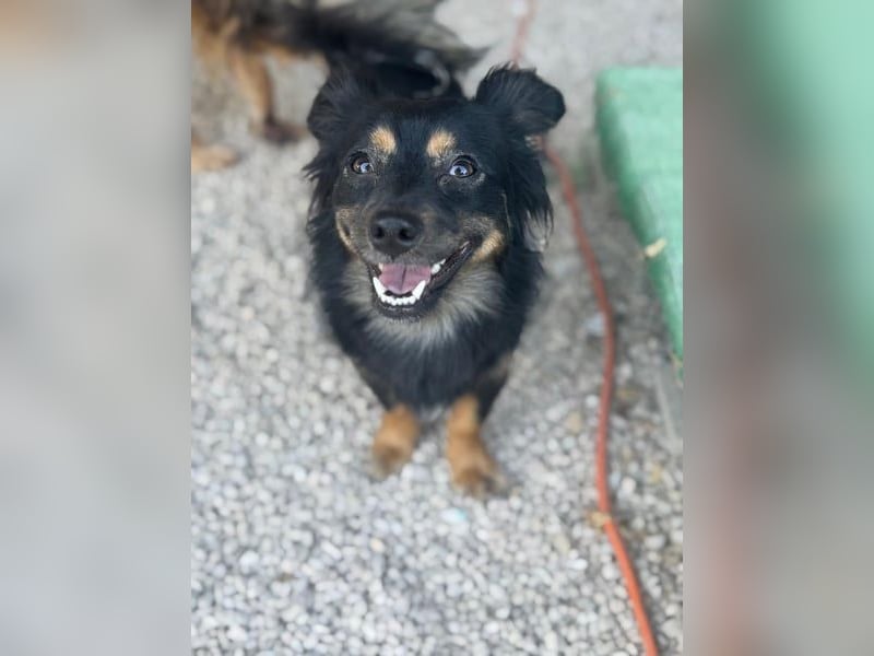 Isabel, sucht ein liebevolles Zuhause