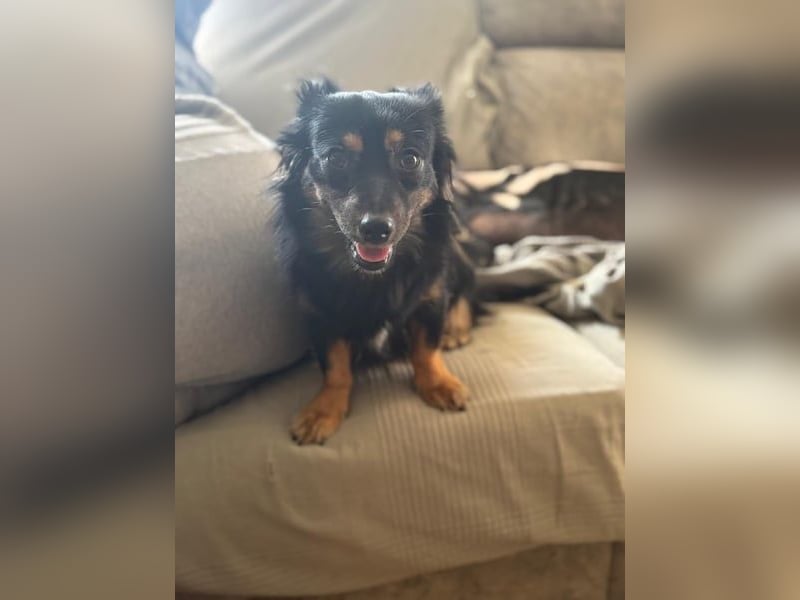 Isabel, sucht ein liebevolles Zuhause