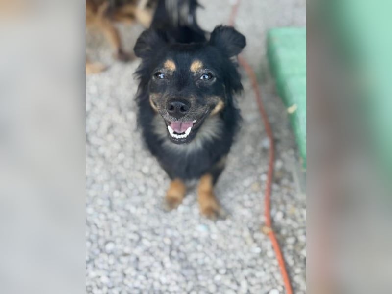 Isabel, sucht ein liebevolles Zuhause