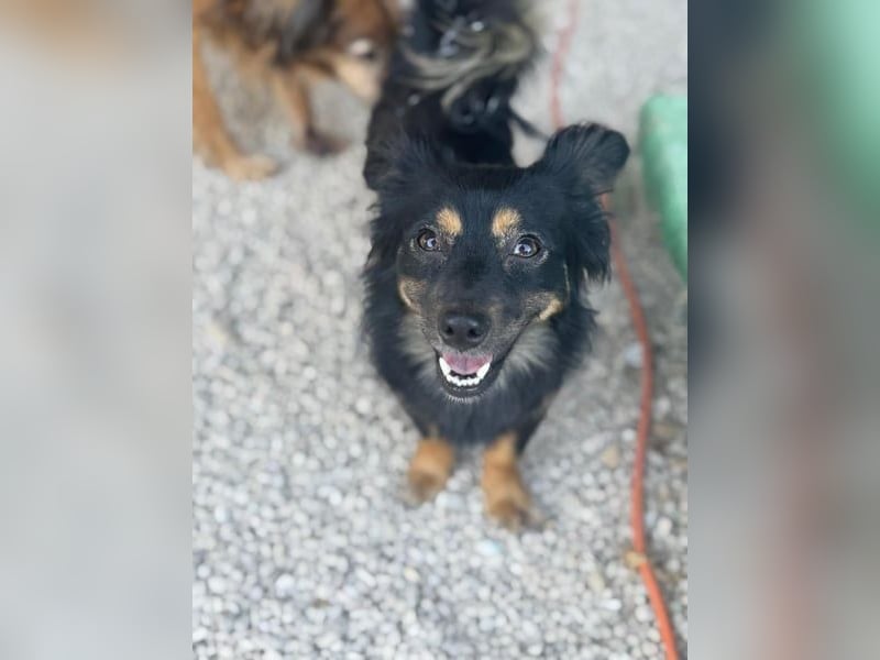 Isabel, sucht ein liebevolles Zuhause