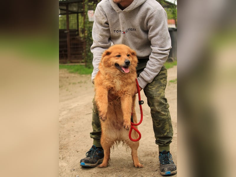 Nymeria LM – kleine Hündin mit großem Herz