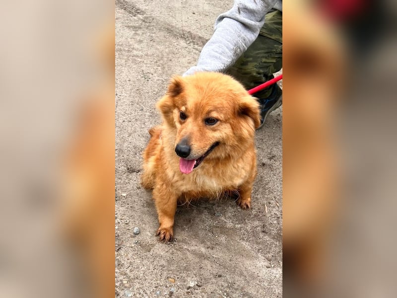 Nymeria LM – kleine Hündin mit großem Herz