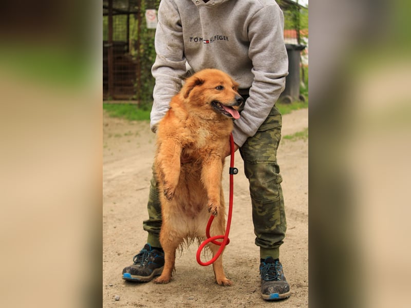 Nymeria LM – kleine Hündin mit großem Herz
