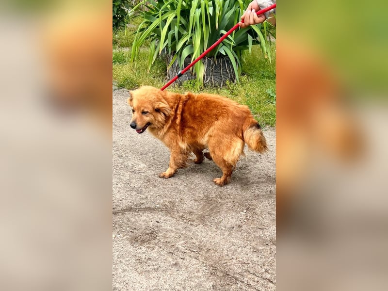 Nymeria LM – kleine Hündin mit großem Herz