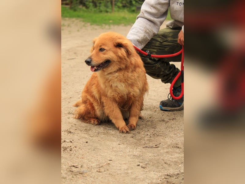 Nymeria LM – kleine Hündin mit großem Herz