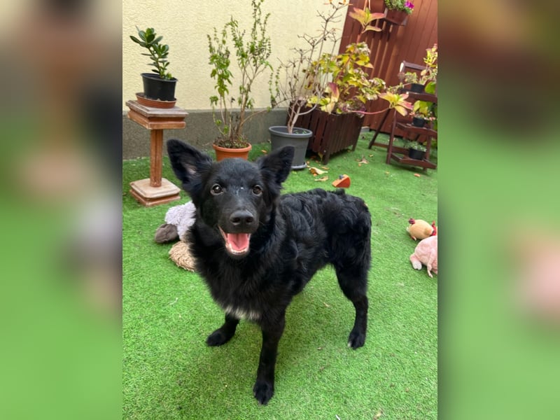 Fiona SR– Kleine Entdeckerin sucht liebevolles Zuhause