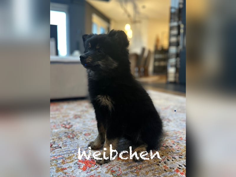 Mittelspitz Welpen