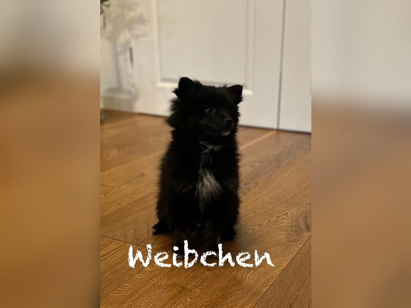 Mittelspitz Welpen