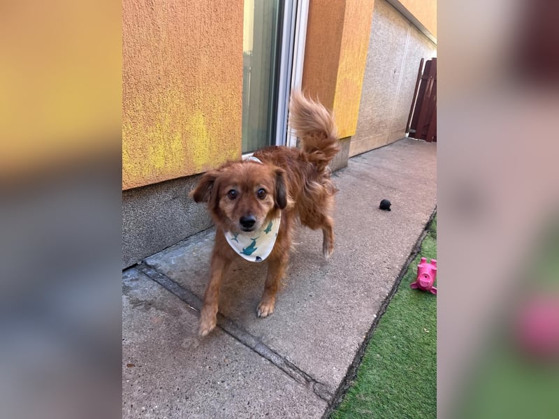 Rudi - offen und liebevoll