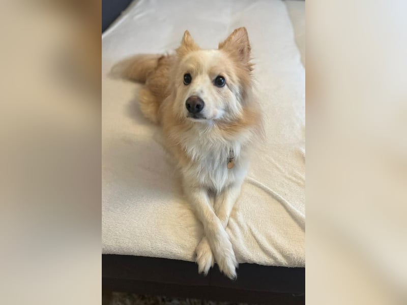 geselliger Grisha❤️menschenbezogener Spitz-Mix-Bub wartet in 22159 Hamburg