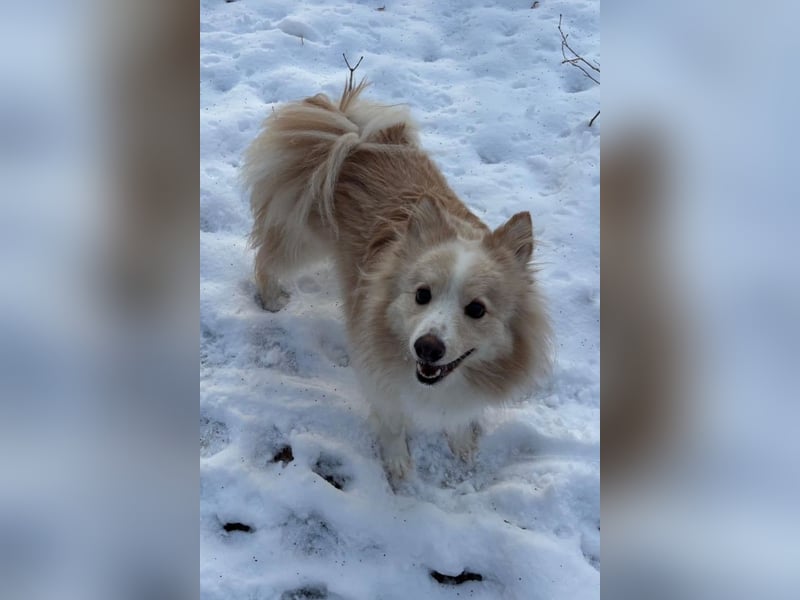 geselliger Grisha❤️menschenbezogener Spitz-Mix-Bub wartet in 22159 Hamburg