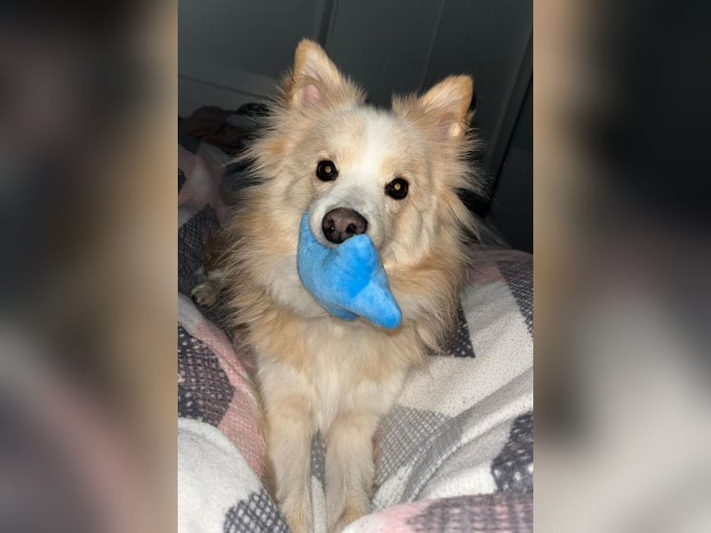 geselliger Grisha❤️menschenbezogener Spitz-Mix-Bub wartet in 22159 Hamburg