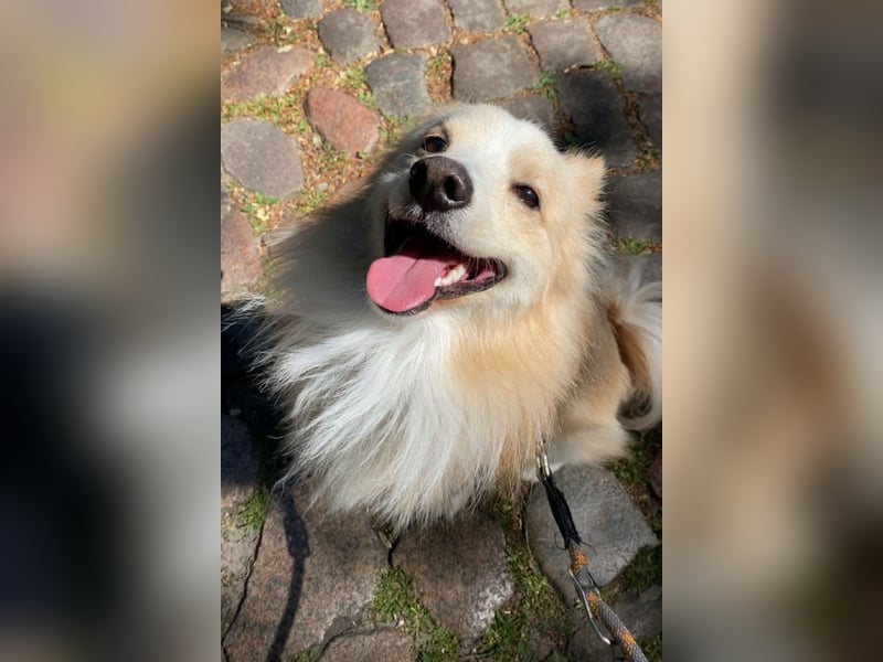geselliger Grisha❤️menschenbezogener Spitz-Mix-Bub wartet in 22159 Hamburg