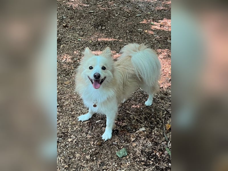 geselliger Grisha❤️menschenbezogener Spitz-Mix-Bub wartet in 22159 Hamburg