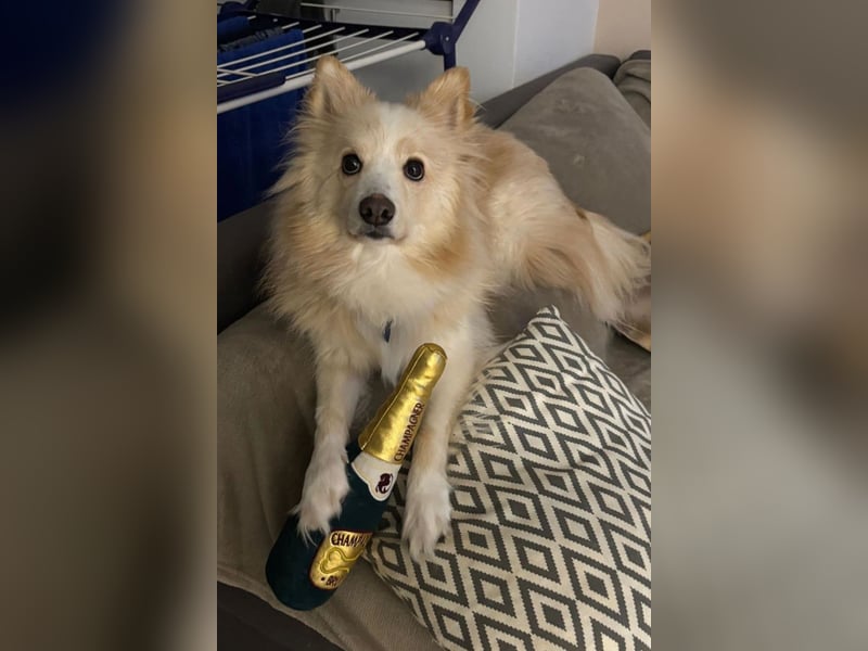 geselliger Grisha❤️menschenbezogener Spitz-Mix-Bub wartet in 22159 Hamburg